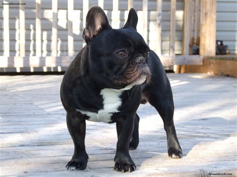 french bukk|French Bulldog